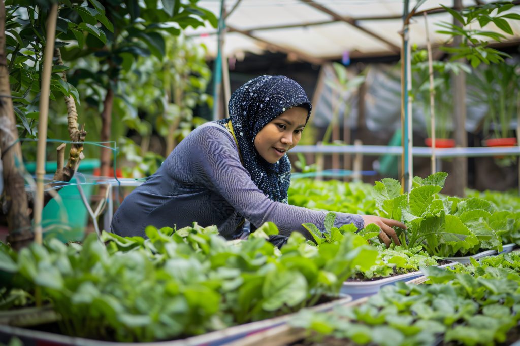 petani hidroponik